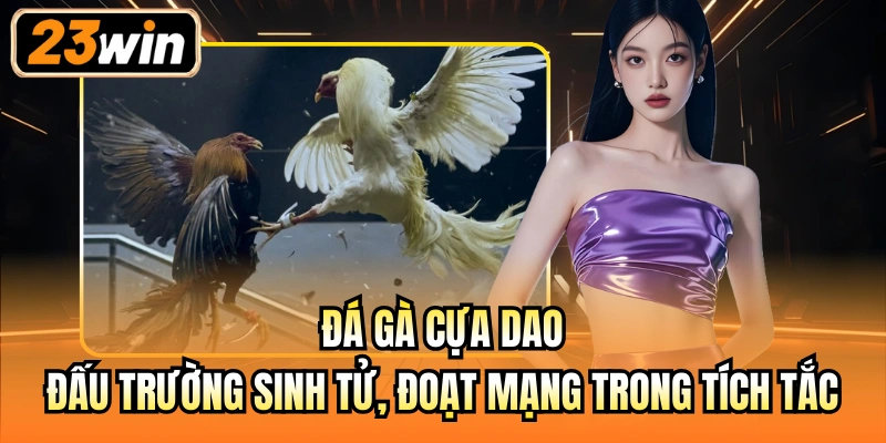 Đá gà cựa dao