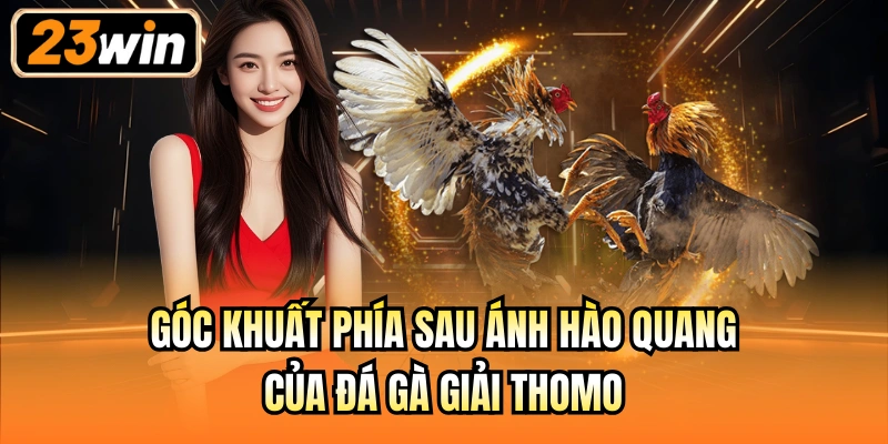 Góc khuất phía sau ánh hào quang của đá gà giải Thomo